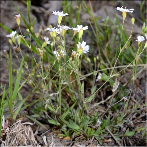 Attotion_rupestre1_SP