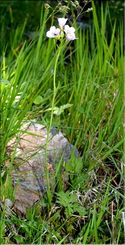 Cardamine_pratensis1_SP