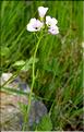 Cardamine_pratensis2_SP