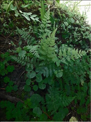 Cystopteris_fragilis1_LT