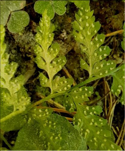 Cystopteris_fragilis2_LT