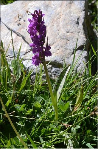 Dactylorhiza_majalis1_SP