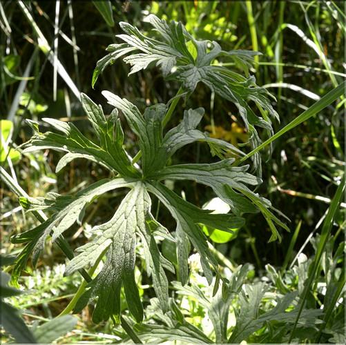 Geranium_pratense1_SP