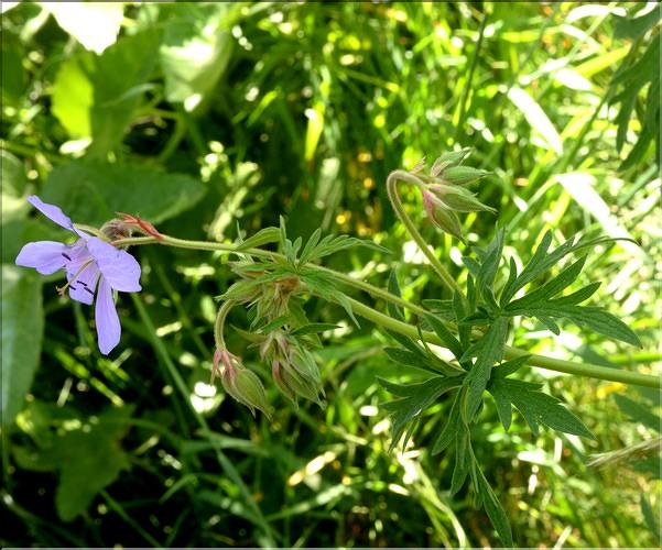 Geranium_pratense2_SP