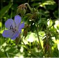 Geranium_pratense3_SP