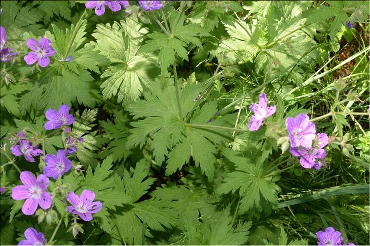Geranium_sylvaticum1_SP