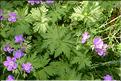 Geranium_sylvaticum1_SP