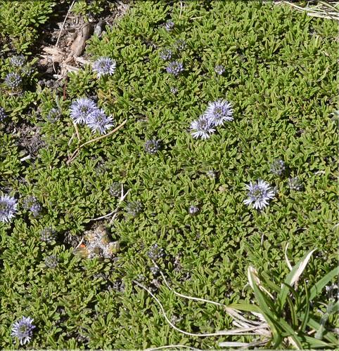 Globularia_repens1_SP