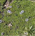 Globularia_repens1_SP