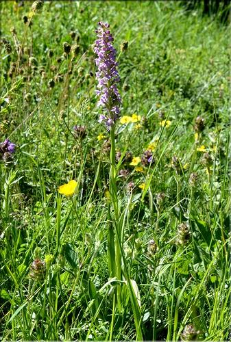 Gymnadenia_conopsea1_SP