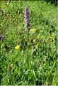 Gymnadenia_conopsea1_SP