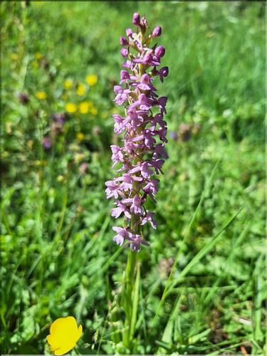 Gymnadenia_conopsea1_XL