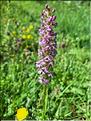 Gymnadenia_conopsea1_XL