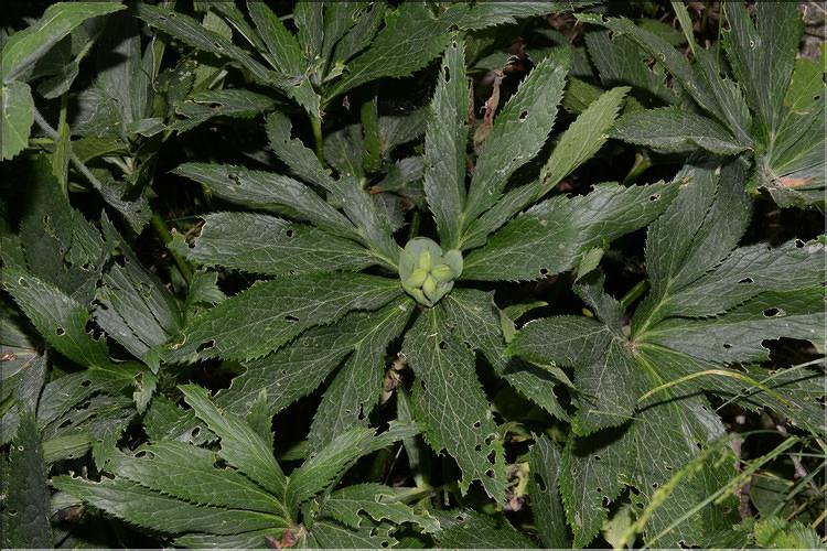 Helleborus_viridis_SP