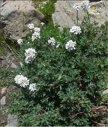 Iberis_sempervirens1_LT