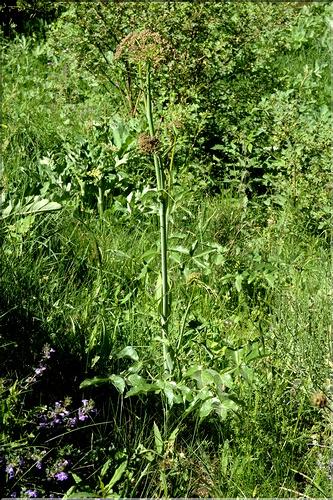 Laserpitium_latifolium1_SP