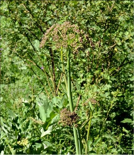 Laserpitium_latifolium2_SP