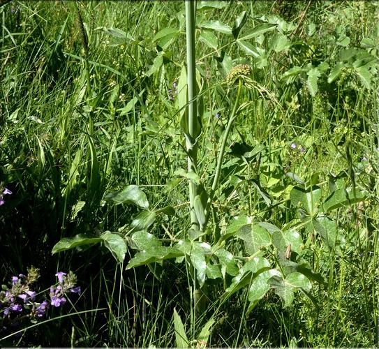 Laserpitium_latifolium3_SP