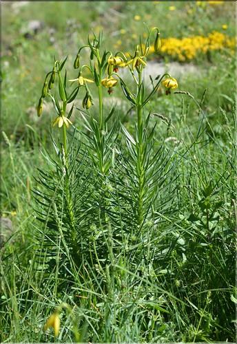 Lilium_pyrenaicum1_FM