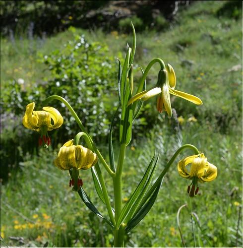 Lilium_pyrenaicum2_SP
