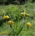 Lilium_pyrenaicum2_SP