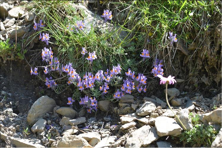 Linaria_alpinaFM1
