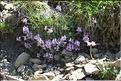 Linaria_alpinaFM1