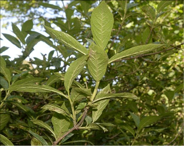 Lonicera_alpigena1_SP