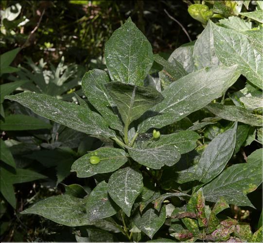 Lonicera_alpigena2_SP