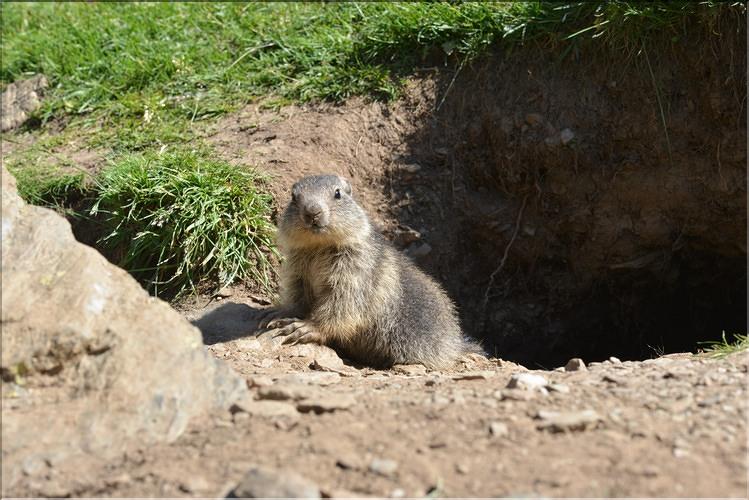 Marmota_marmotaFM