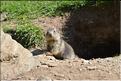 Marmota_marmotaFM