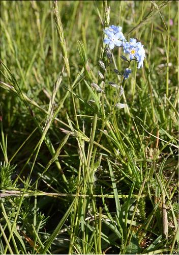 Myosotis_alpestris_SP