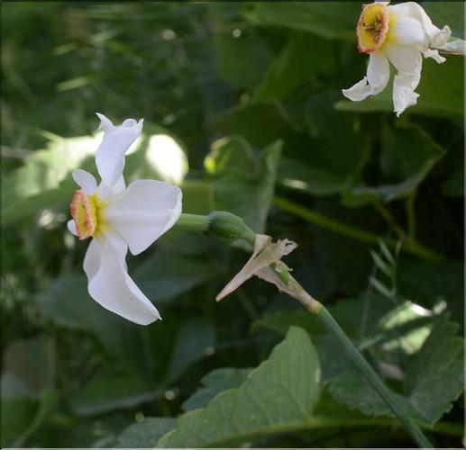 Narcissus_poeticus1_SP