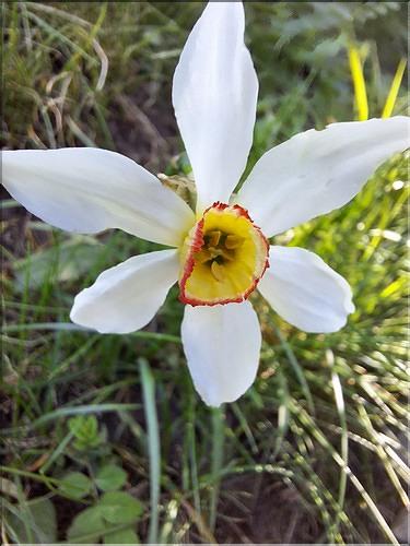 Narcissus_poeticus2_XL