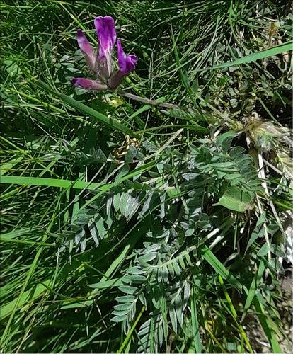 Oxyreopis_halleri1_LT