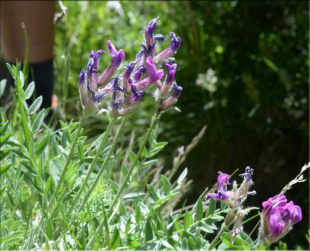 Oxytropis_halleri2_SP