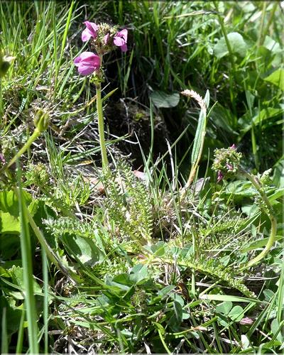 Pedicularis_pyrenaica1_SP
