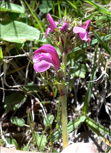 Pedicularis_pyrenaica2_SP