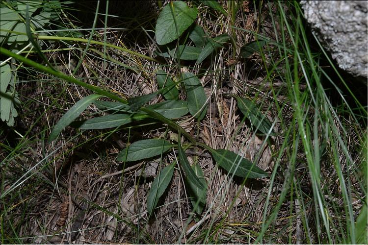 Phyteuma_orbiculare2_SP