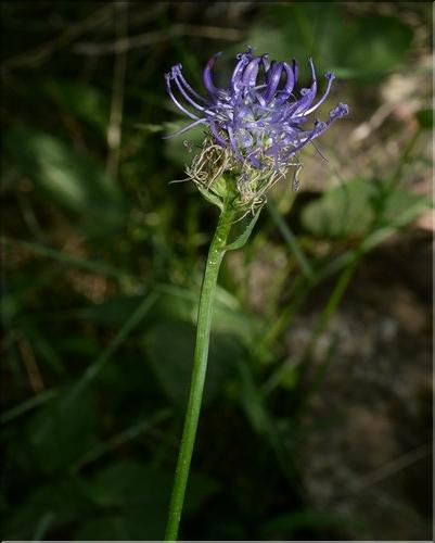 Phyteuma_orbiculare4_SP