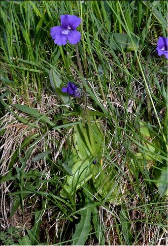 Pinguicula_grandiflora1_SP