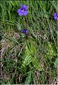 Pinguicula_grandiflora1_SP