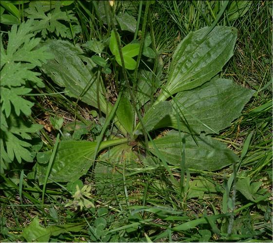 Plantago_sp1_SP