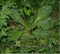 Plantago_sp1_SP