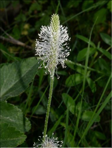 Plantago_sp3_SP