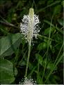 Plantago_sp3_SP