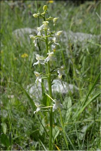 Platanthera_chlorantha2_SP