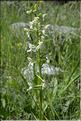 Platanthera_chlorantha2_SP