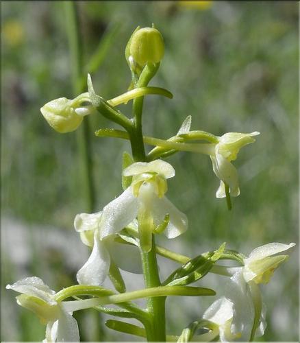 Platanthera_chlorantha3_SP