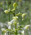Platanthera_chlorantha3_SP